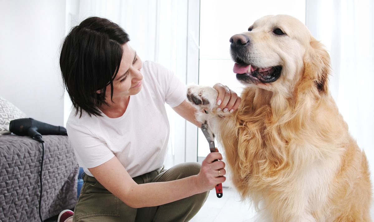 Woman grooming her Golden Retriever at home